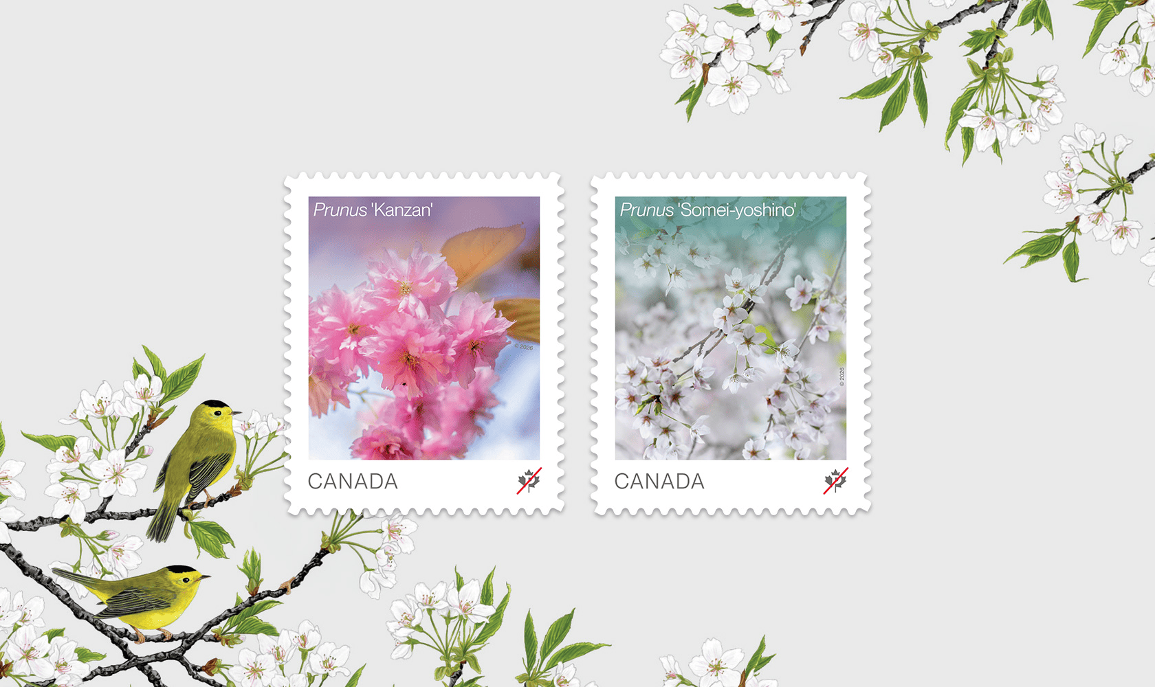 The 2 stamps of the 2026 Flowers series, featuring Prunus ‘Kanzan’ and Prunus ‘Somei yoshino’  cherry blossoms, with illustrated songbirds on flowering branches.