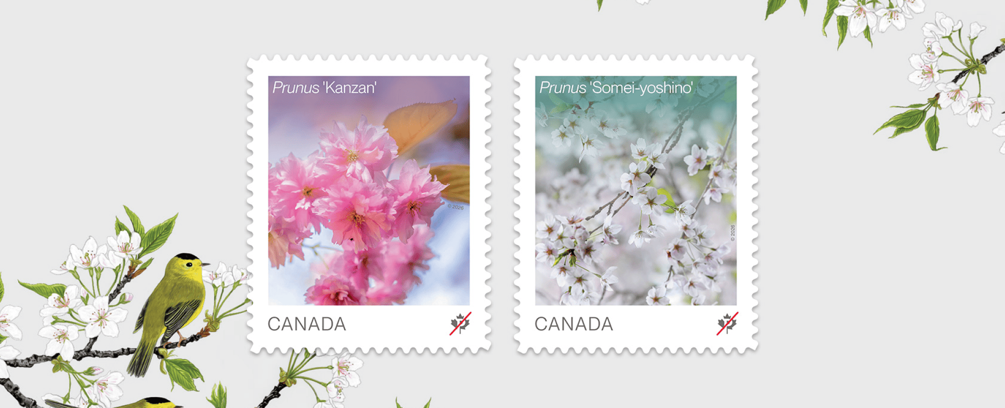 The 2 stamps of the 2026 Flowers series, featuring Prunus ‘Kanzan’ and Prunus ‘Somei yoshino’  cherry blossoms, with illustrated songbirds on flowering branches.